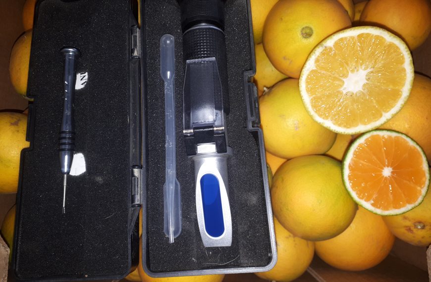 Maturité des agrumes : coloration et taux de sucre