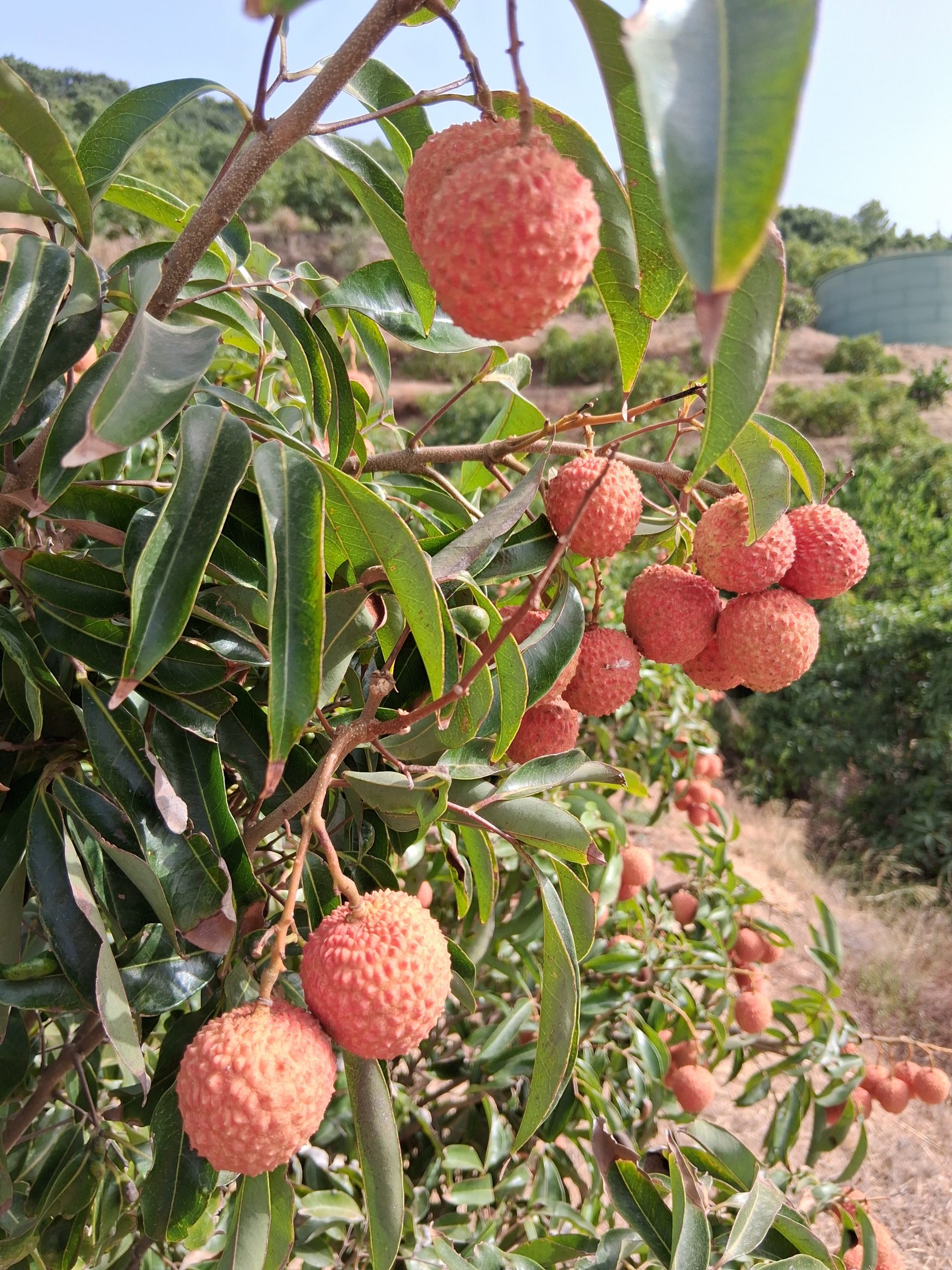 Litchis